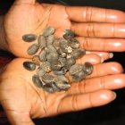 Jatropha beans sdn jTonks